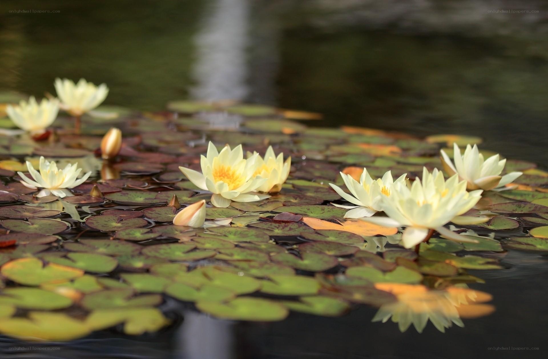 White water lilies on pond