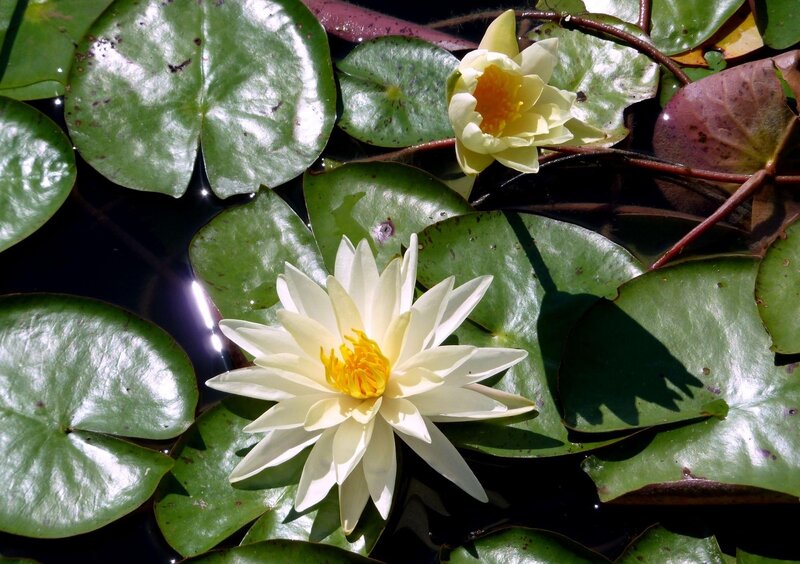 White water lilies on pond
