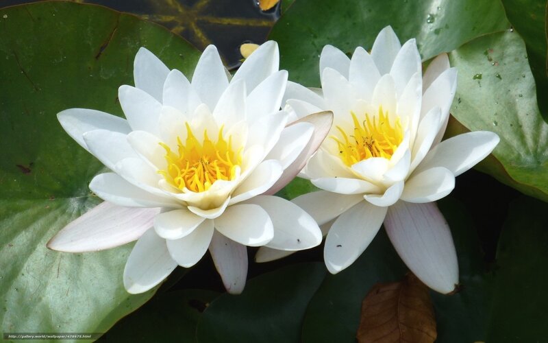 White water lilies on pond