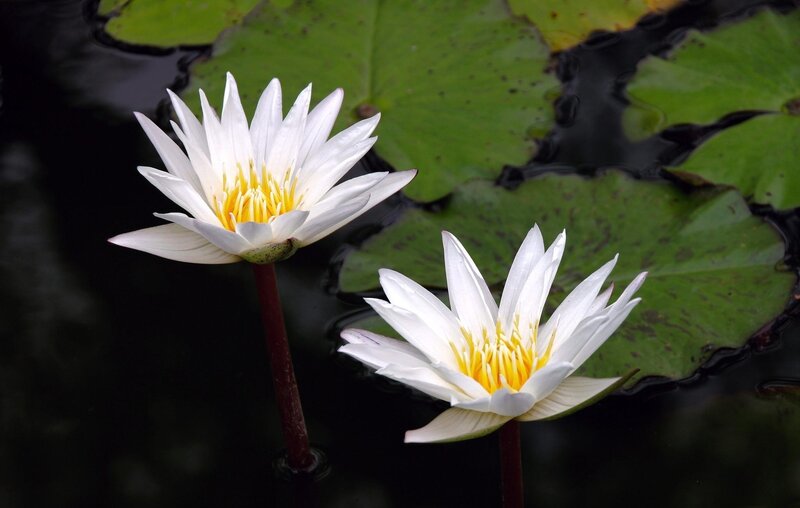 White water lilies on pond