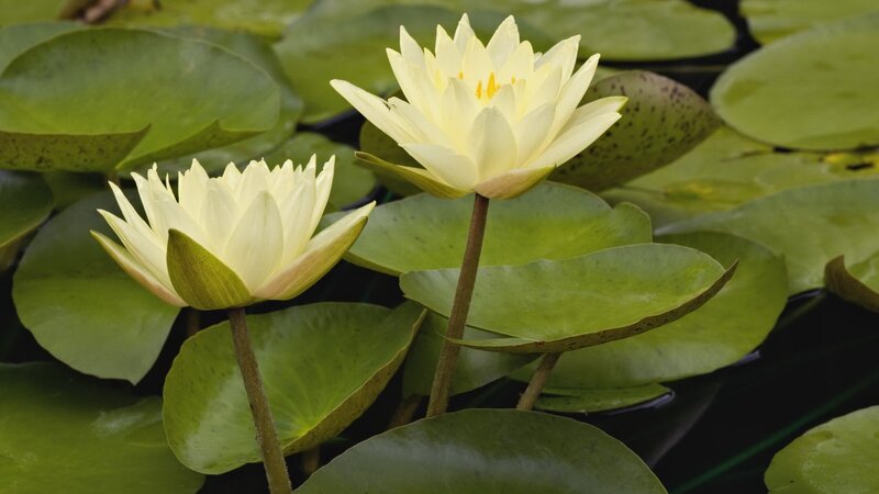 White water lilies on pond