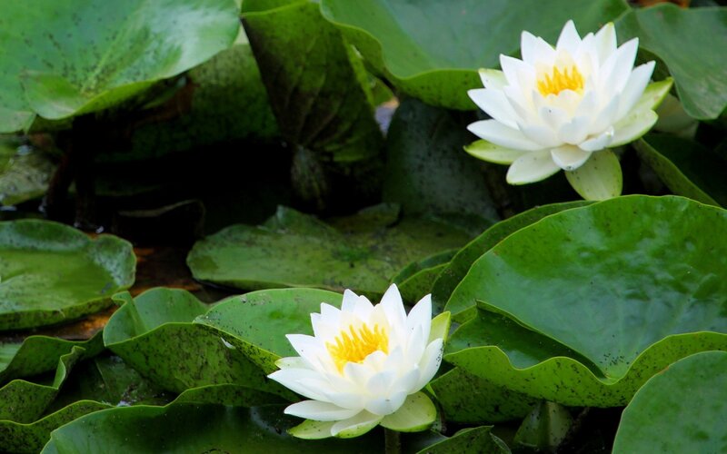 White water lilies on pond