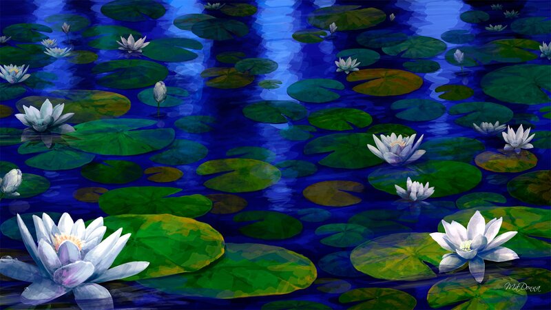 White Water Lilies on Pond — Blue