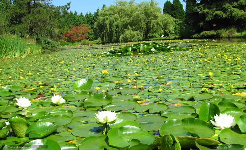 White Water Lilies on Pond — Green, Serene, Afternoon, Photograph