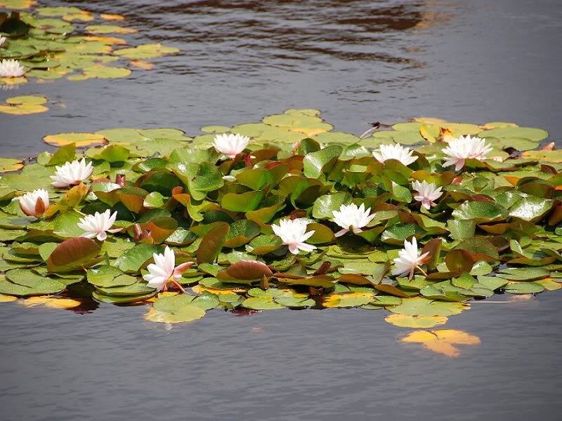 White Water Lilies on Pond — Green, Serene
