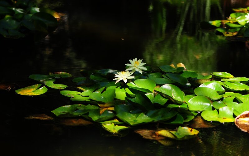 White Water Lilies on Pond — Green