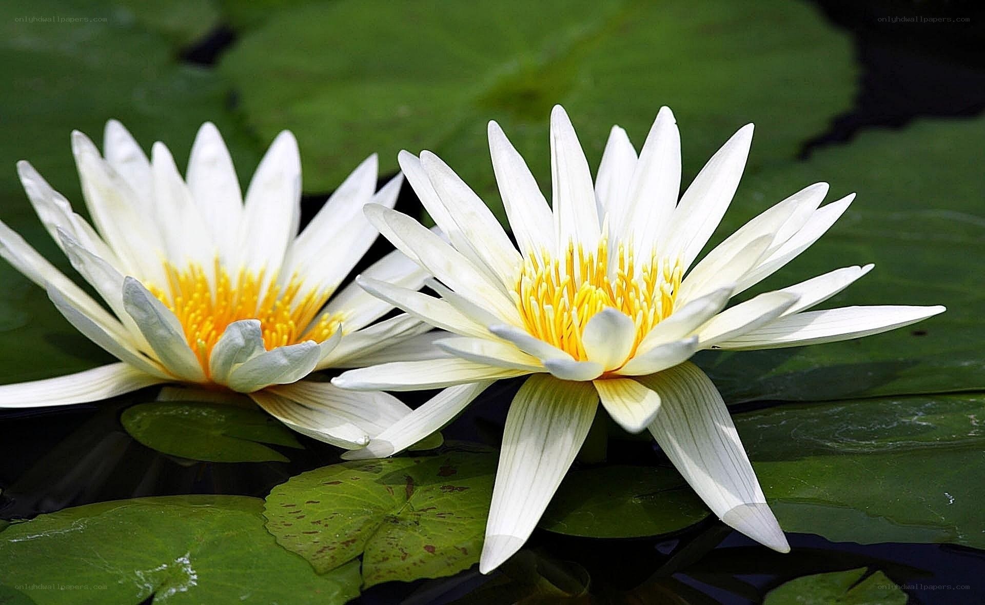 White water lilies on pond