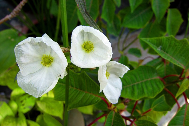 White Water Lilies — Serene, Afternoon, Photograph, Green Leaves