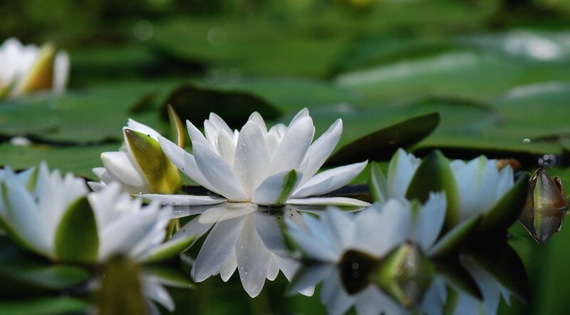 White Water Lilies — Serene, Afternoon, Photograph, Lily Pads, Buds