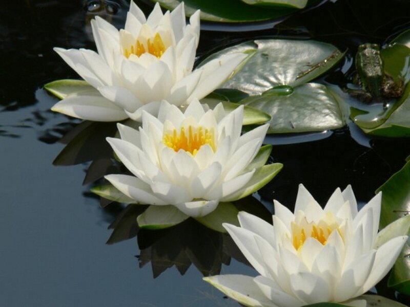 White Water Lilies — Serene, Afternoon, Photograph, Lily Pads, Frog