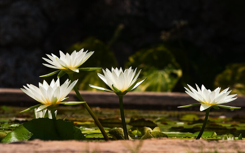 White Water Lilies — Serene, Afternoon, Photograph, Lily Pads, Pond, Sunlight