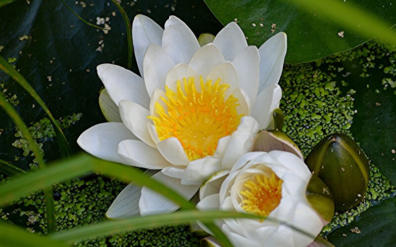 White Water Lilies — Serene, Afternoon, Photograph, Lily Pads, Pondweed, Buds