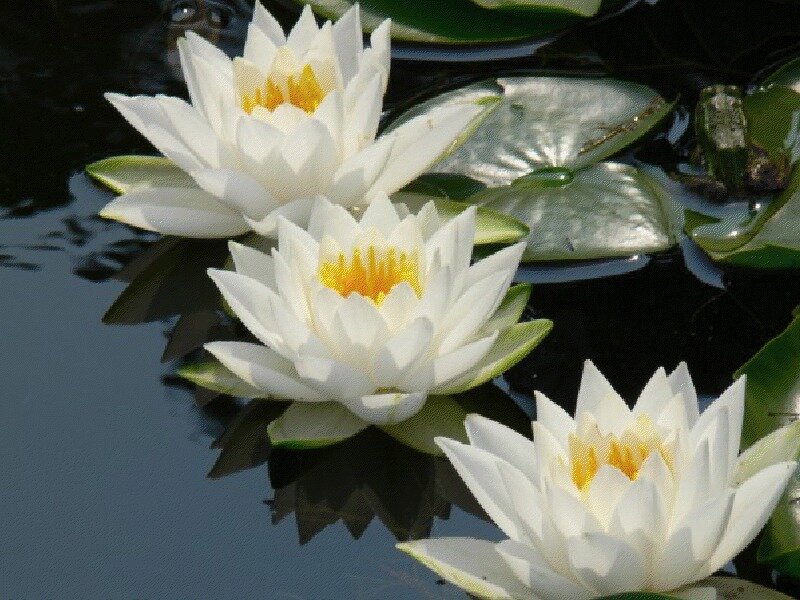 White Water Lilies — Serene, Afternoon, Photograph, Lily Pads