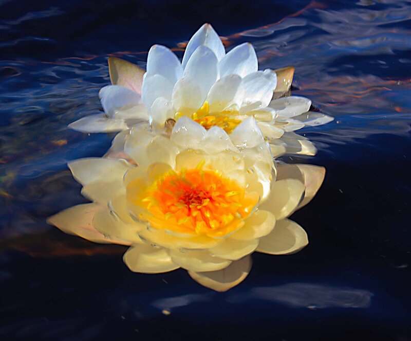 White Water Lilies — Serene, Night