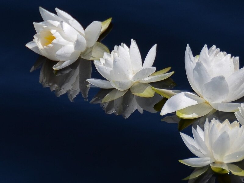 White Water Lilies — Serene, Photograph, Flowers, Reflection