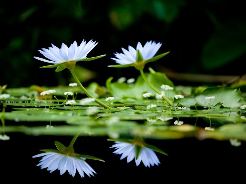 White Water Lilies — Serene, Photograph, Lily Pads, Pond