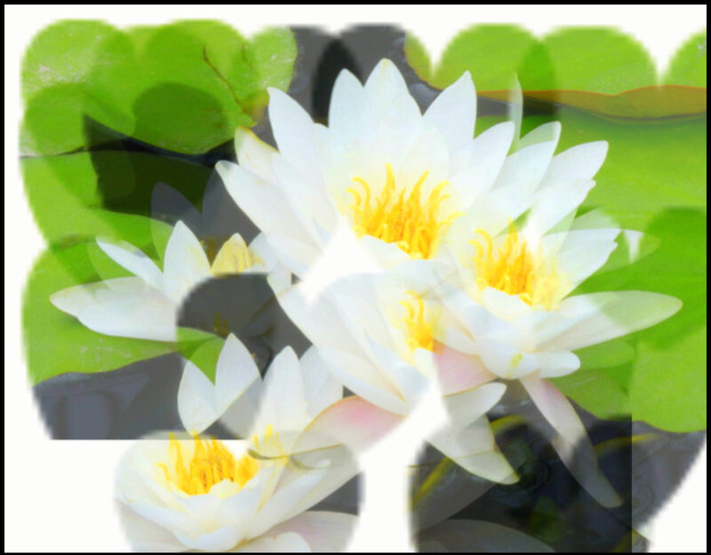 White Water Lilies — Serene, Photograph, Lily Pads, Yellow Stamen