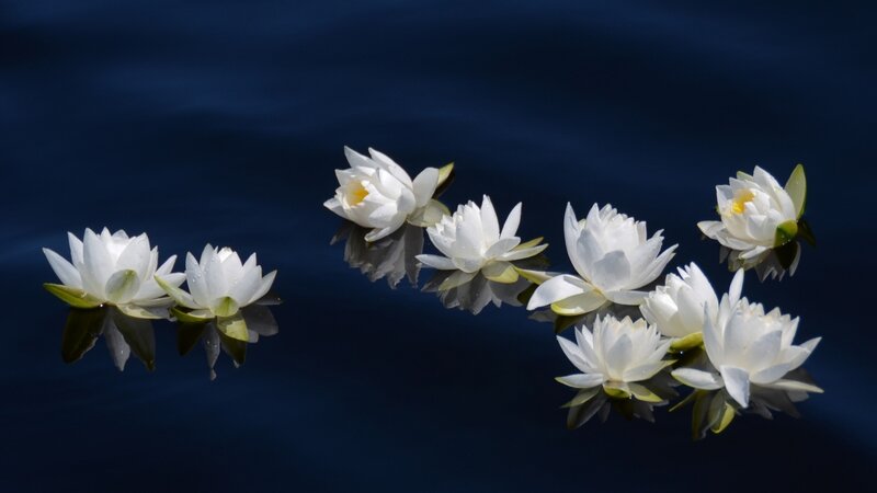 White Water Lilies — Serene, Photograph, Reflection
