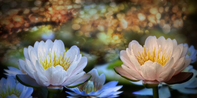 White Water Lilies — Serene, Sunset, Photograph