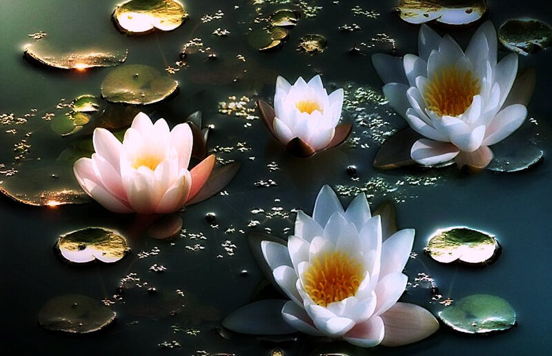 White Water Lilies — Serene