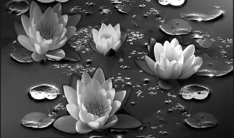 White Water Lilies