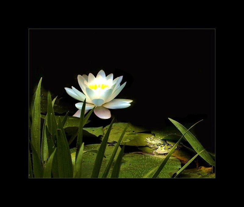 White water lily at night