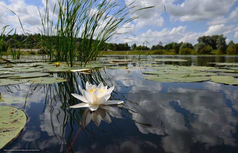 White Water Lily — Blue