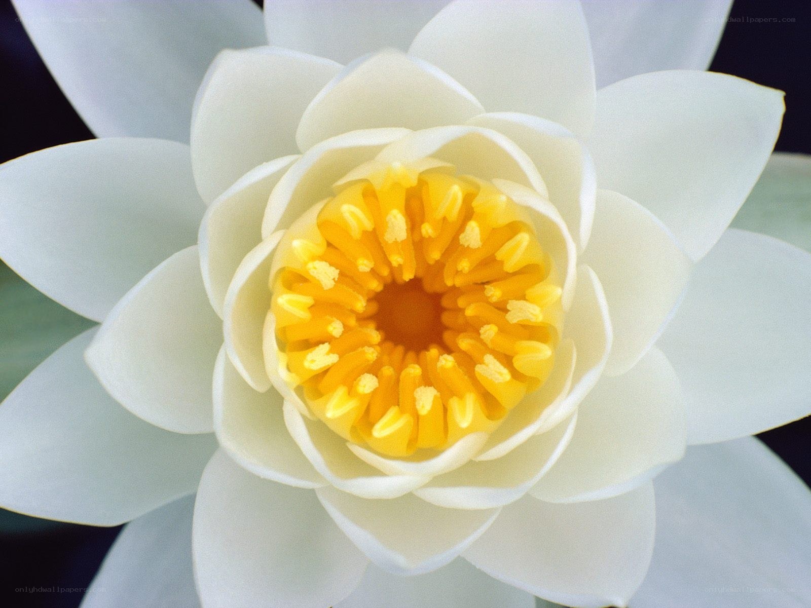 White water lily flower