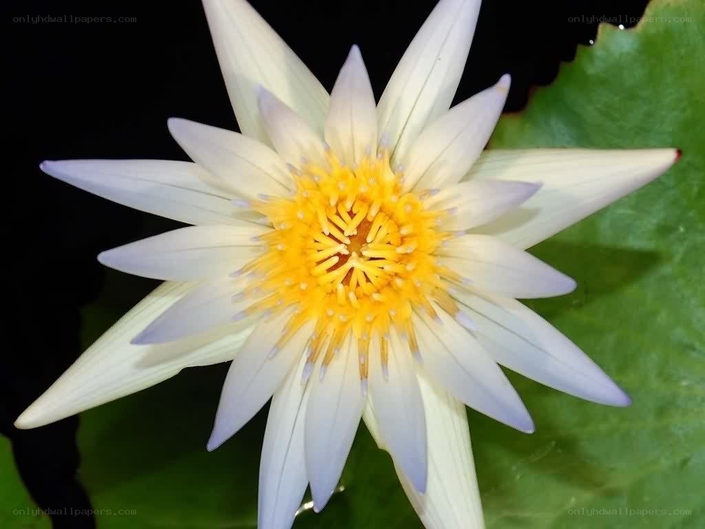 white water lily flower