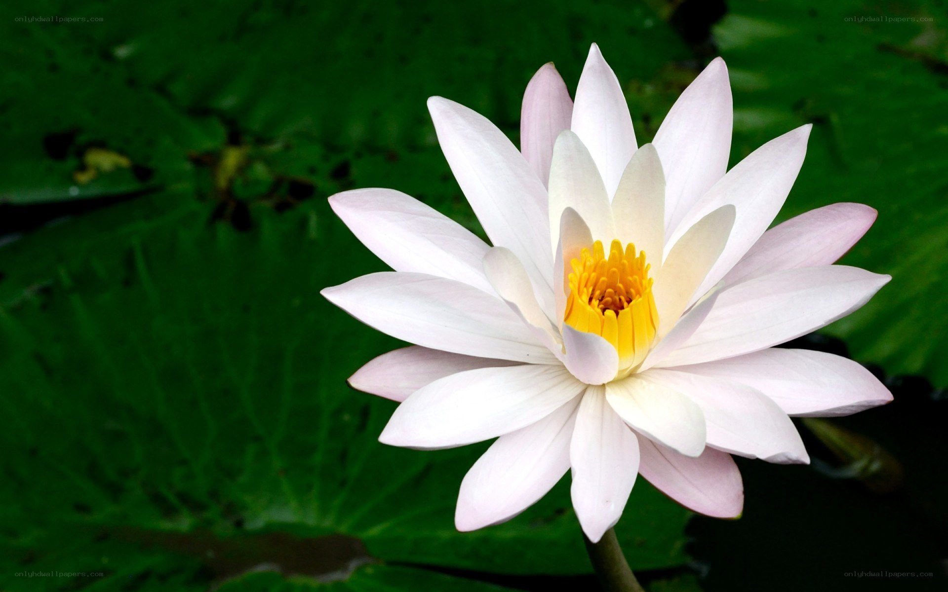 white water lily flower