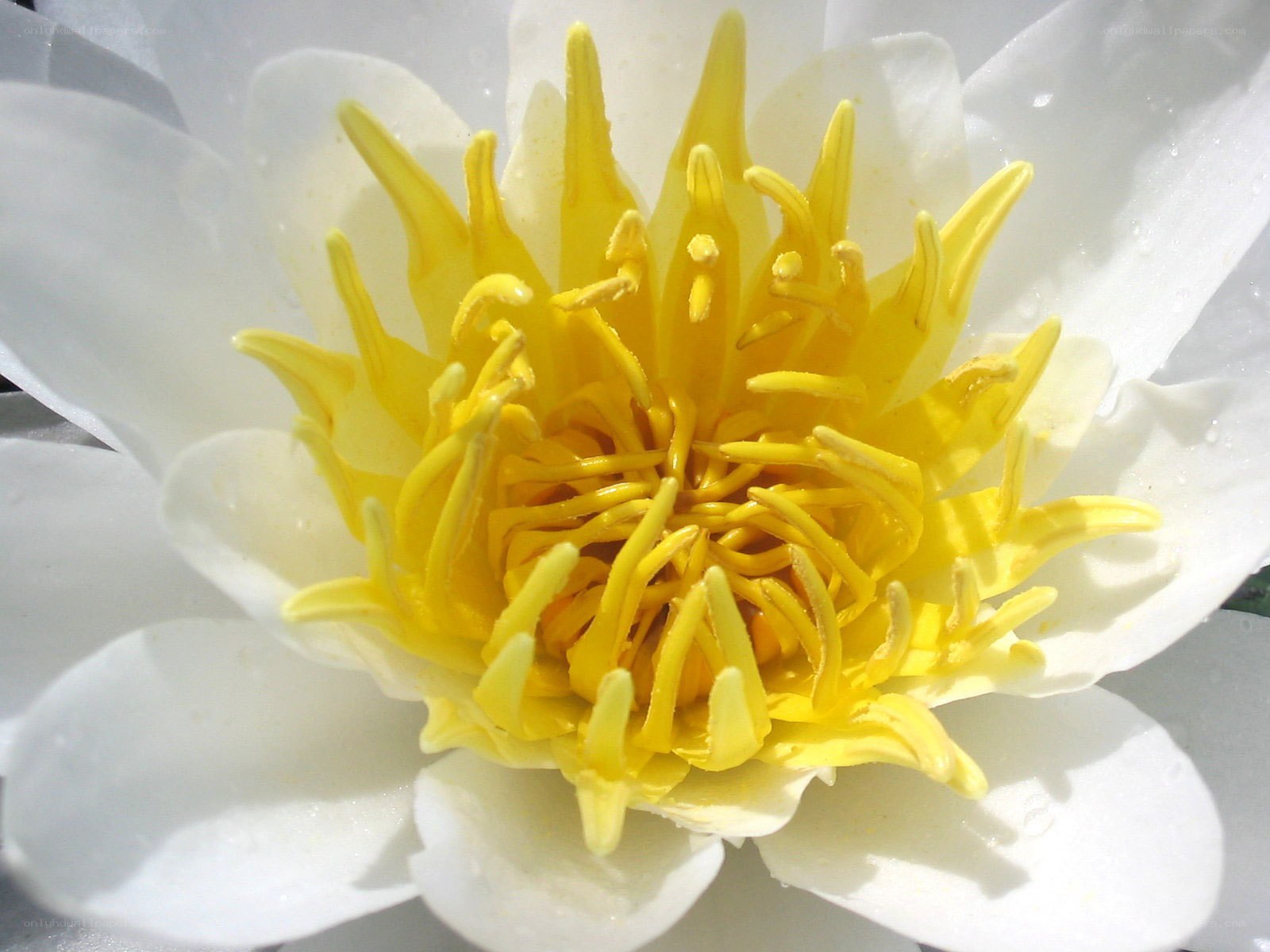 white water lily flower