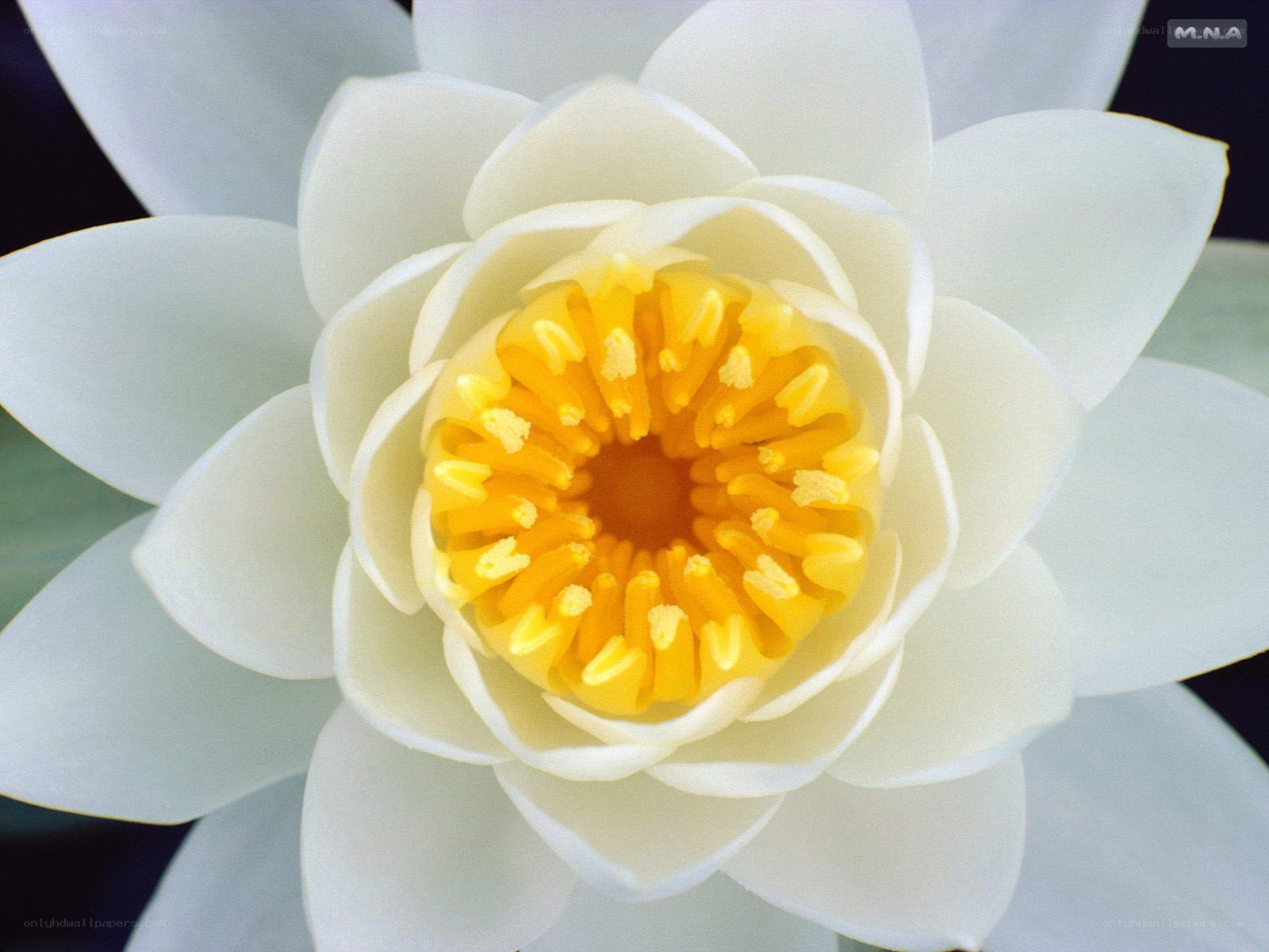 White water lily flower