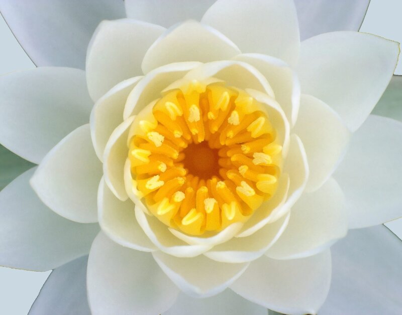 white water lily flower