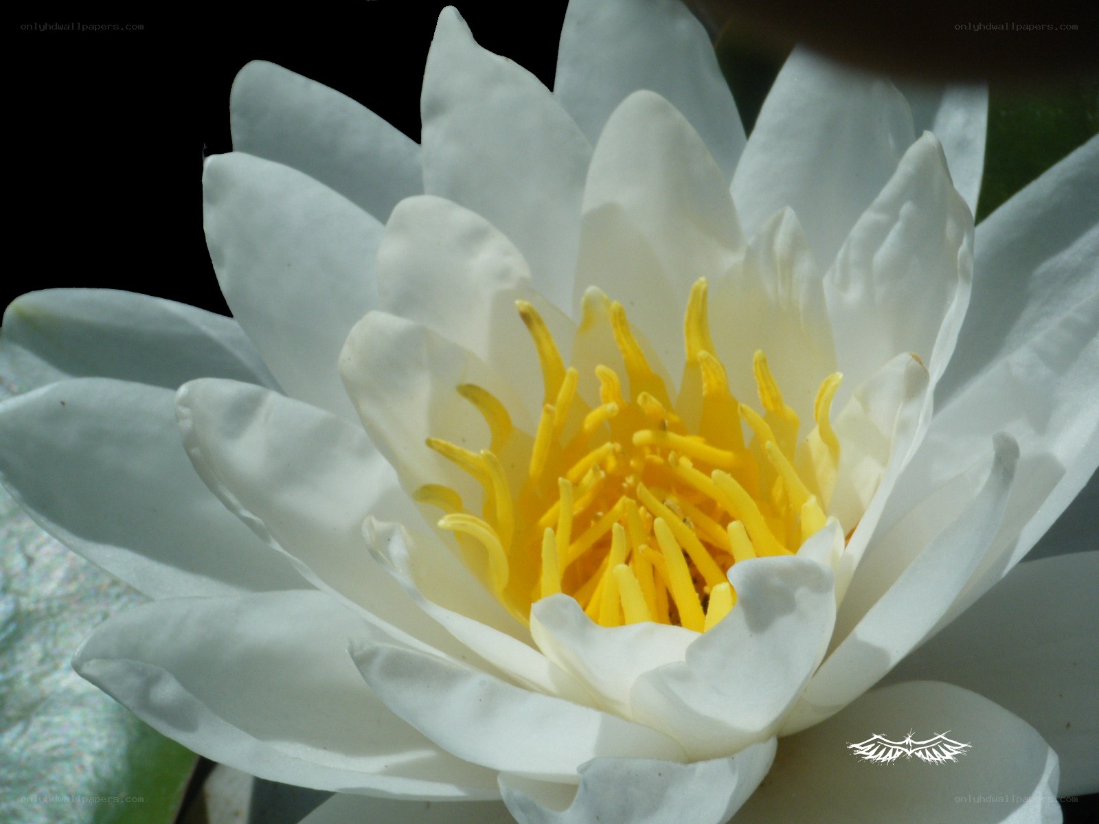 white water lily flower