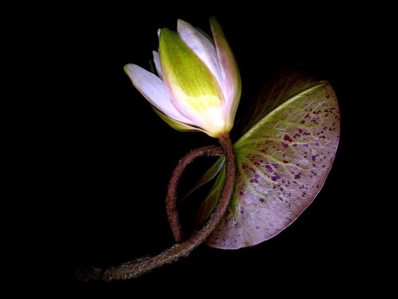 White Water Lily Flower — Black, Dramatic