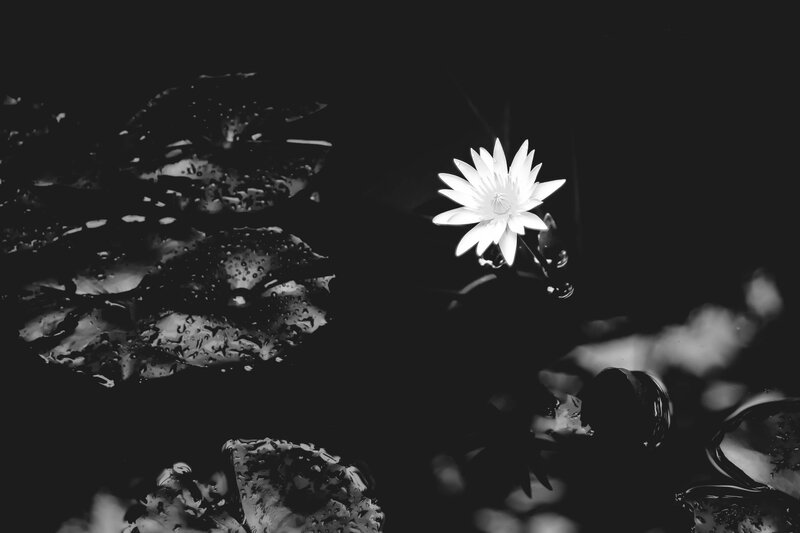 White Water Lily Flower — Black, Serene, Photograph, Lily Pad