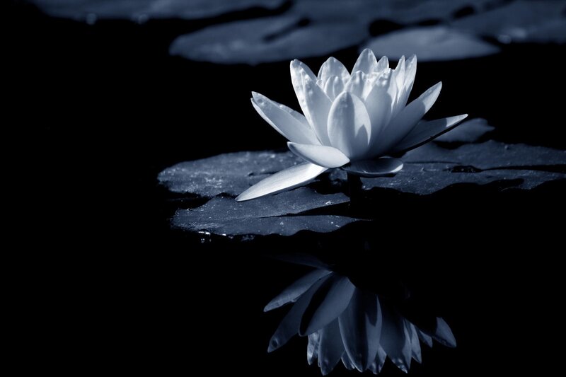 White Water Lily Flower — Black, Serene