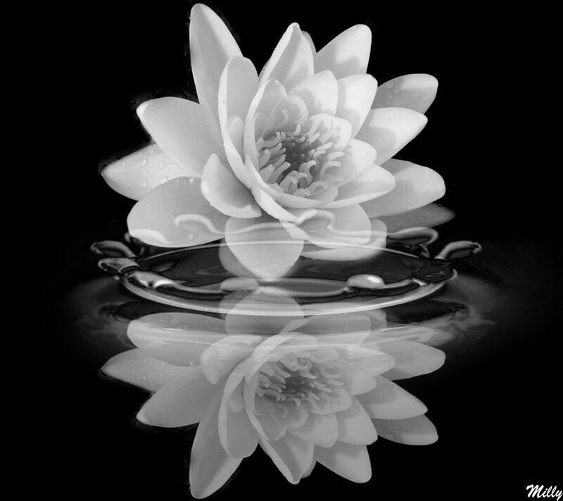 White Water Lily Flower — Black