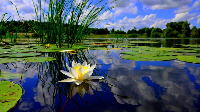 White Water Lily Flower — Blue, Serene, Afternoon, Photograph