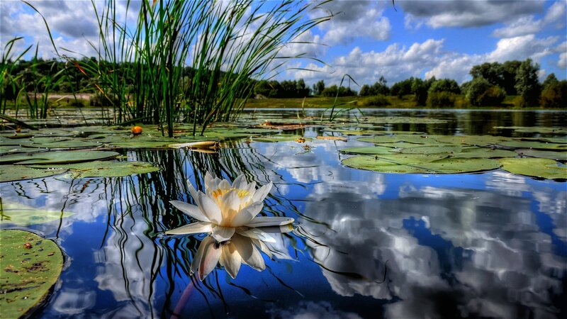 White Water Lily Flower — Blue, Serene, Afternoon