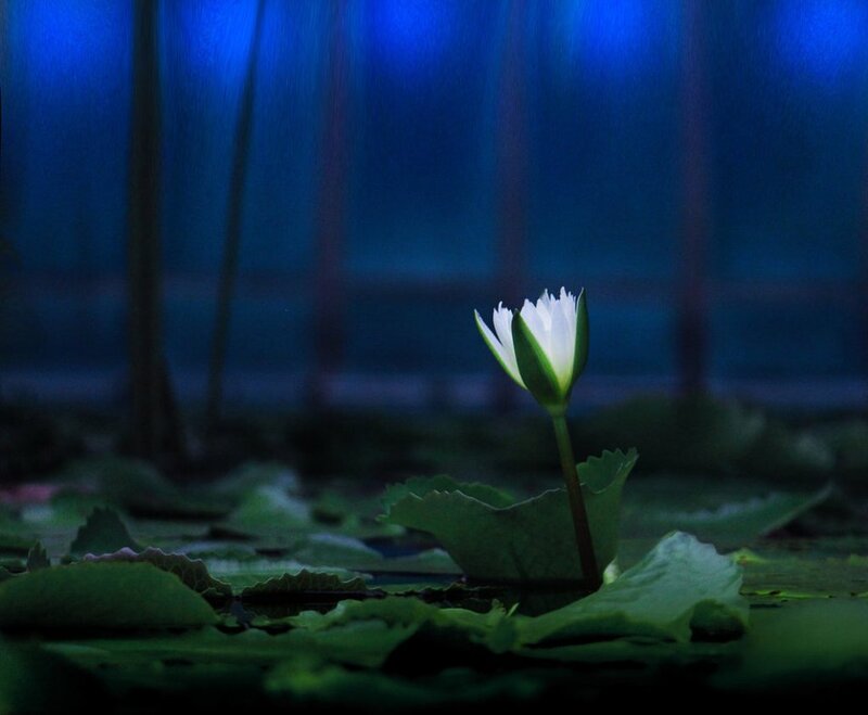 White Water Lily Flower — Blue, Serene, Night