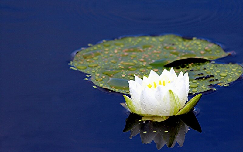 White Water Lily Flower — Blue, Serene, Photograph, Lily Pad