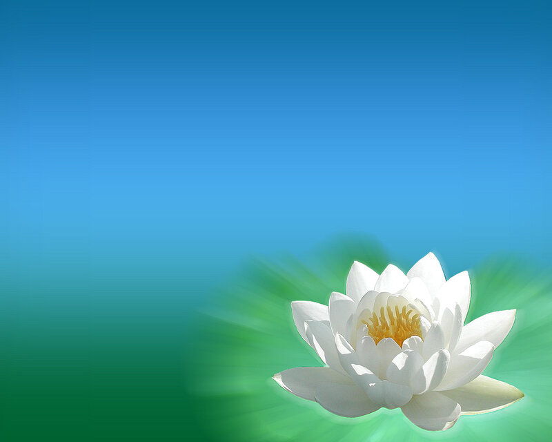 White Water Lily Flower — Blue, Serene