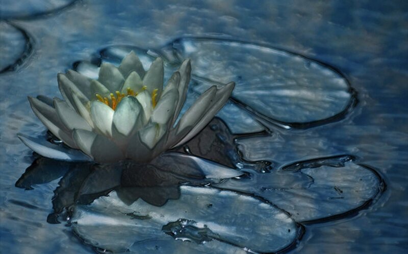 White Water Lily Flower — Blue