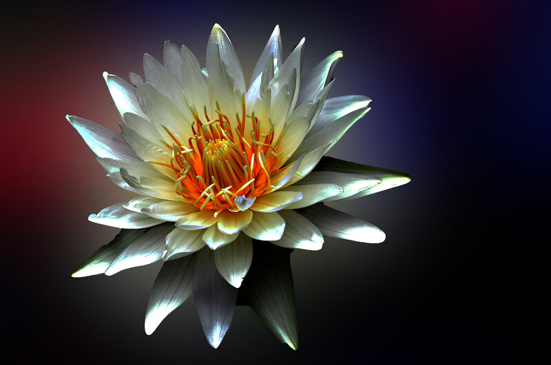 White Water Lily Flower — Dramatic, Photograph