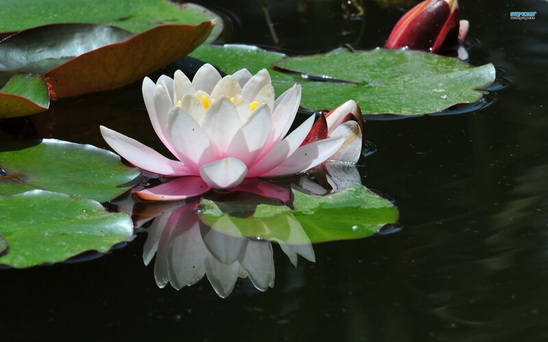 White Water Lily Flower — Green, Serene, Afternoon, Photograph, Lily Pad, Bloom