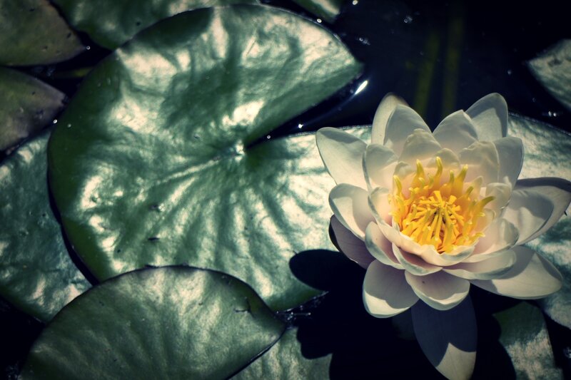White Water Lily Flower — Green, Serene, Afternoon, Photograph, Lily Pad, Pond