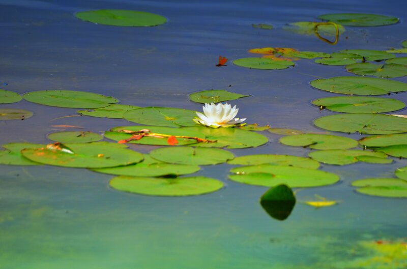 White Water Lily Flower — Green, Serene, Afternoon, Photograph, Lily Pads, Dragonfly