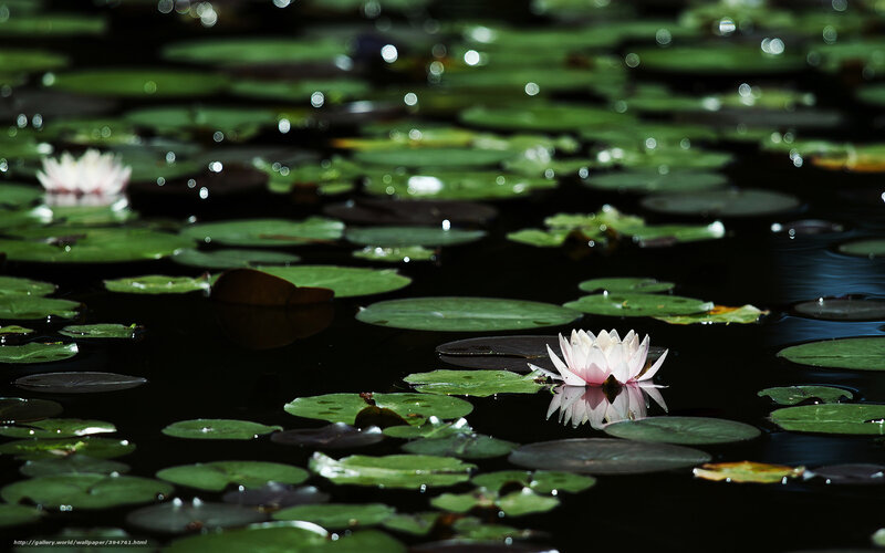 White Water Lily Flower — Green, Serene, Afternoon, Photograph, Lily Pads, Pond, Reflection