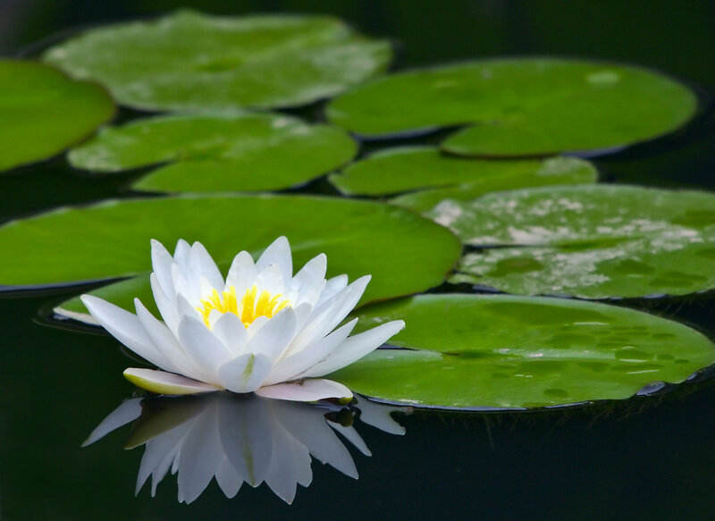 White Water Lily Flower — Green, Serene, Afternoon, Photograph